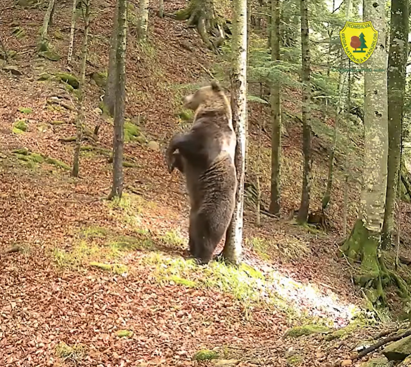 Baloo ursul adevarat incanta in padurea Teregova