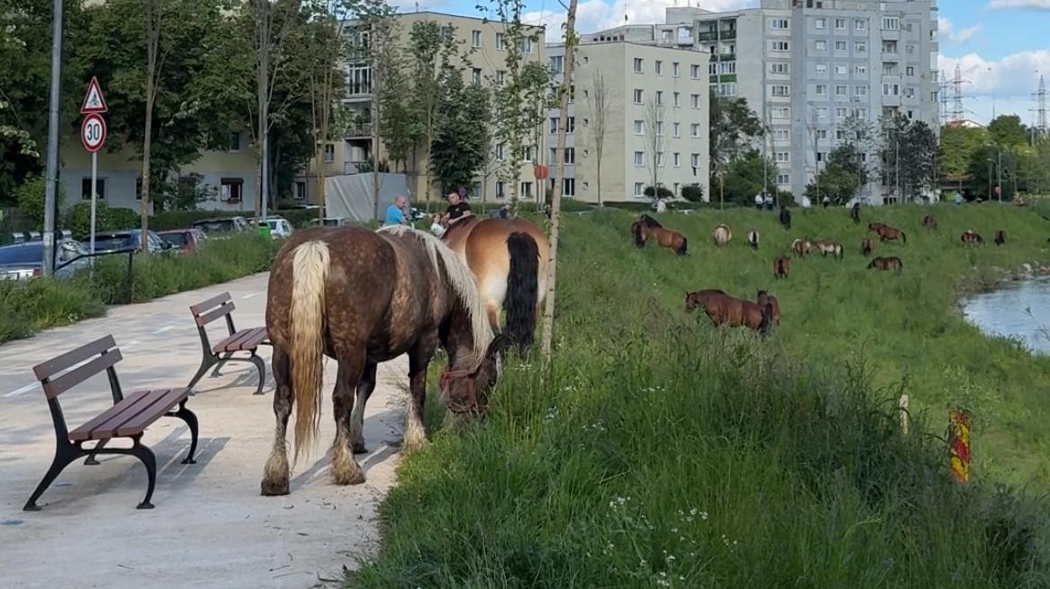 Cai superbi lasati libera pe Somes la Cluj