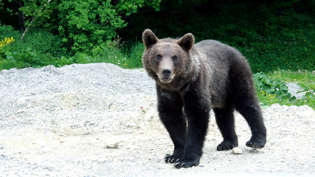 Alerte in Sibiu Urs pe DN7 langa Vestem