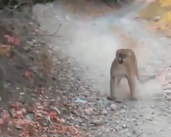 Incident pe traseu turistic din SUA Copil atacat de puma