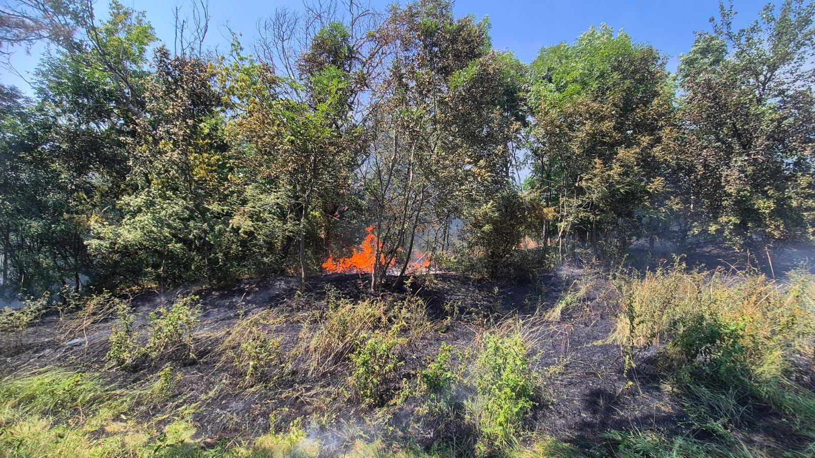 Interventie complicata a pompierilor la Grdina Botanica Iasi