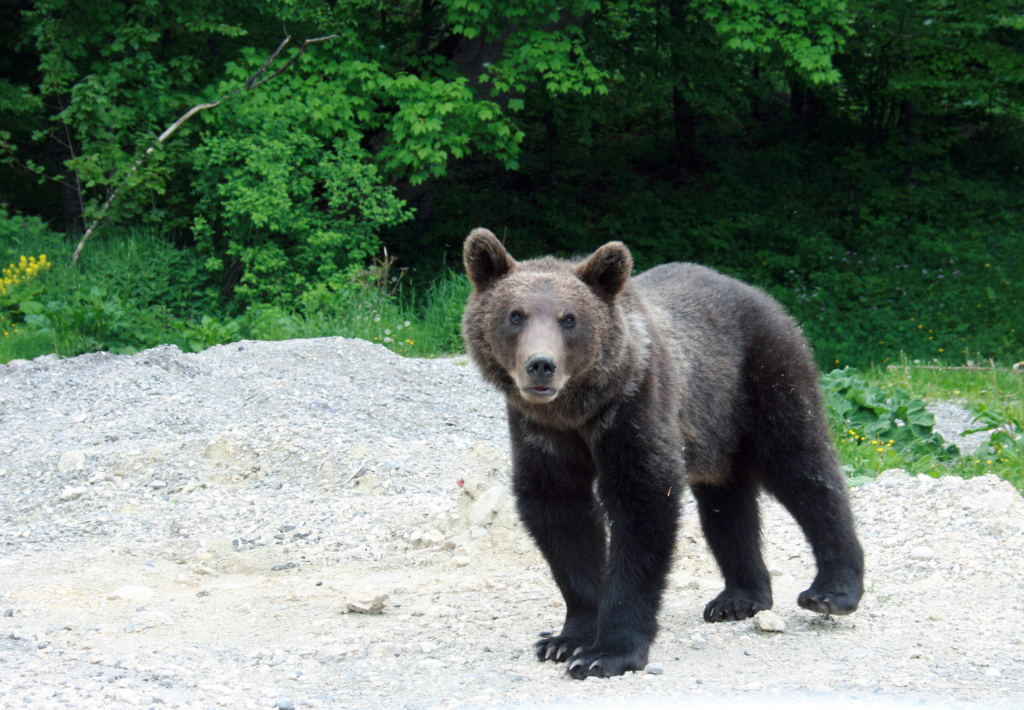 Un urs frecvent in Colibita a fost mutat