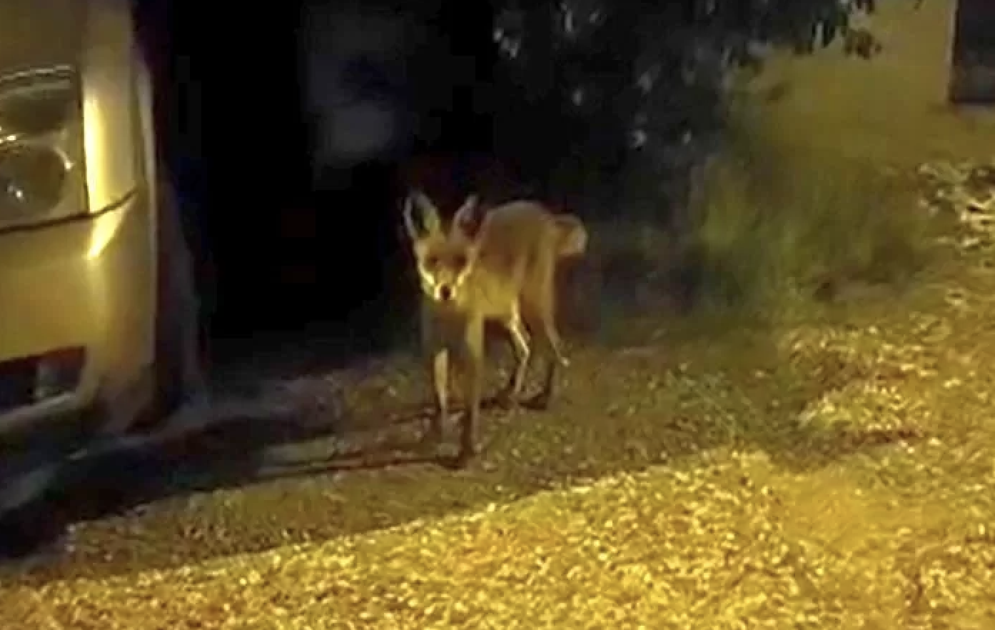 panica nocturna in cluj napoca aparitia unui sacal