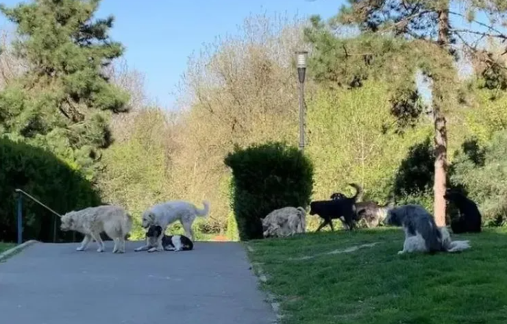 Caini uriasii lasati liberi in Cluj Napoca