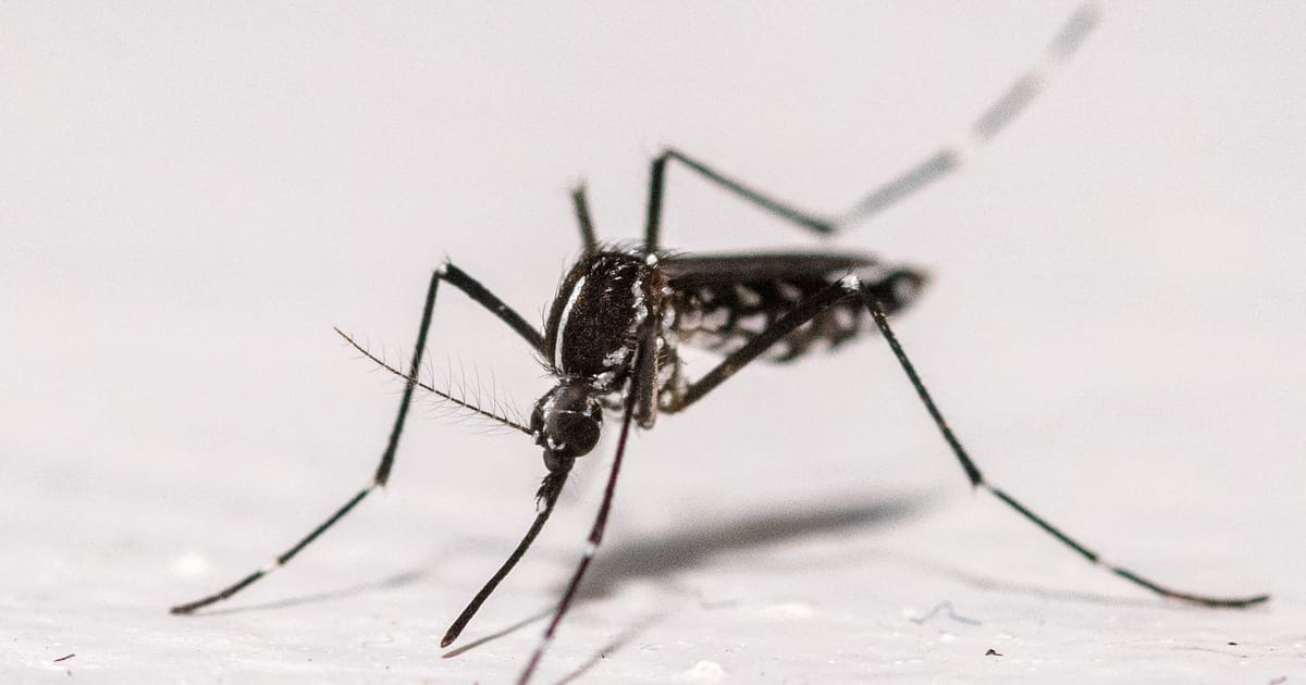 Cazurile locale de chikungunya cresc in Franta