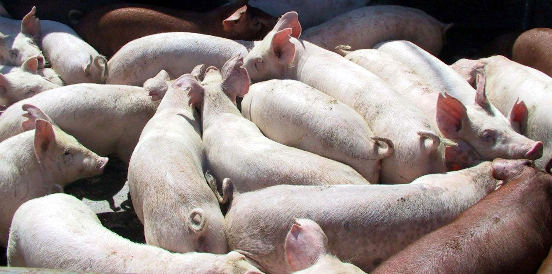 Focar de pesta porcina africana la Racovita