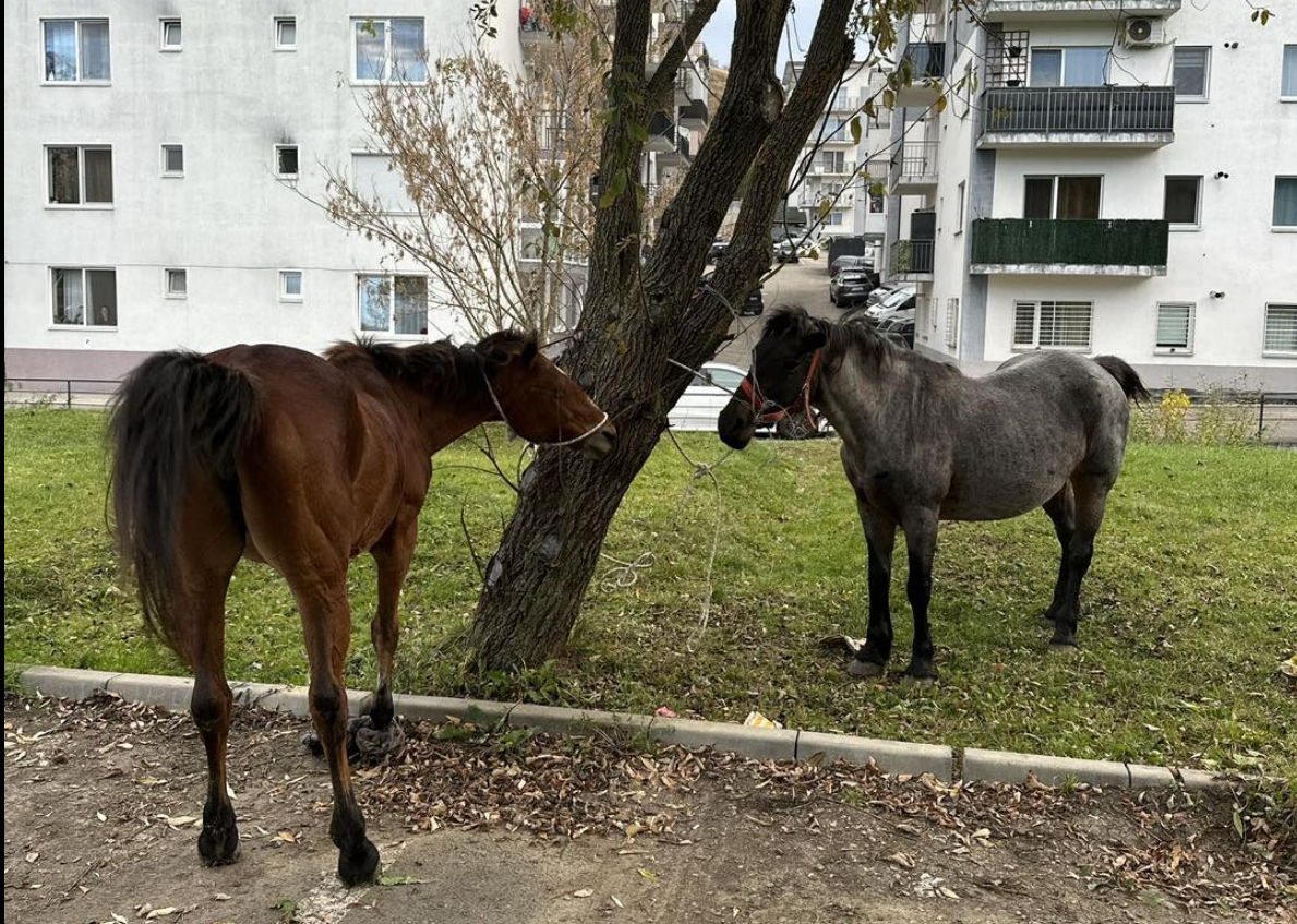 Vestul salbatic se inchie la Floresti Doi cai ridicati