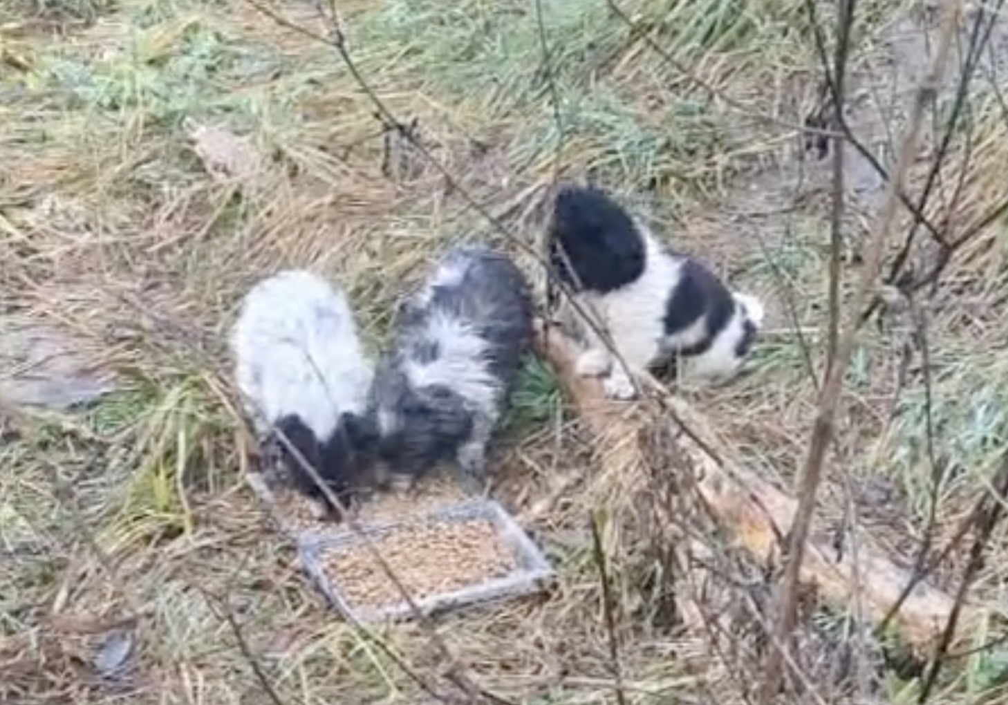 Cat de crud sa parasesti aceste suflete