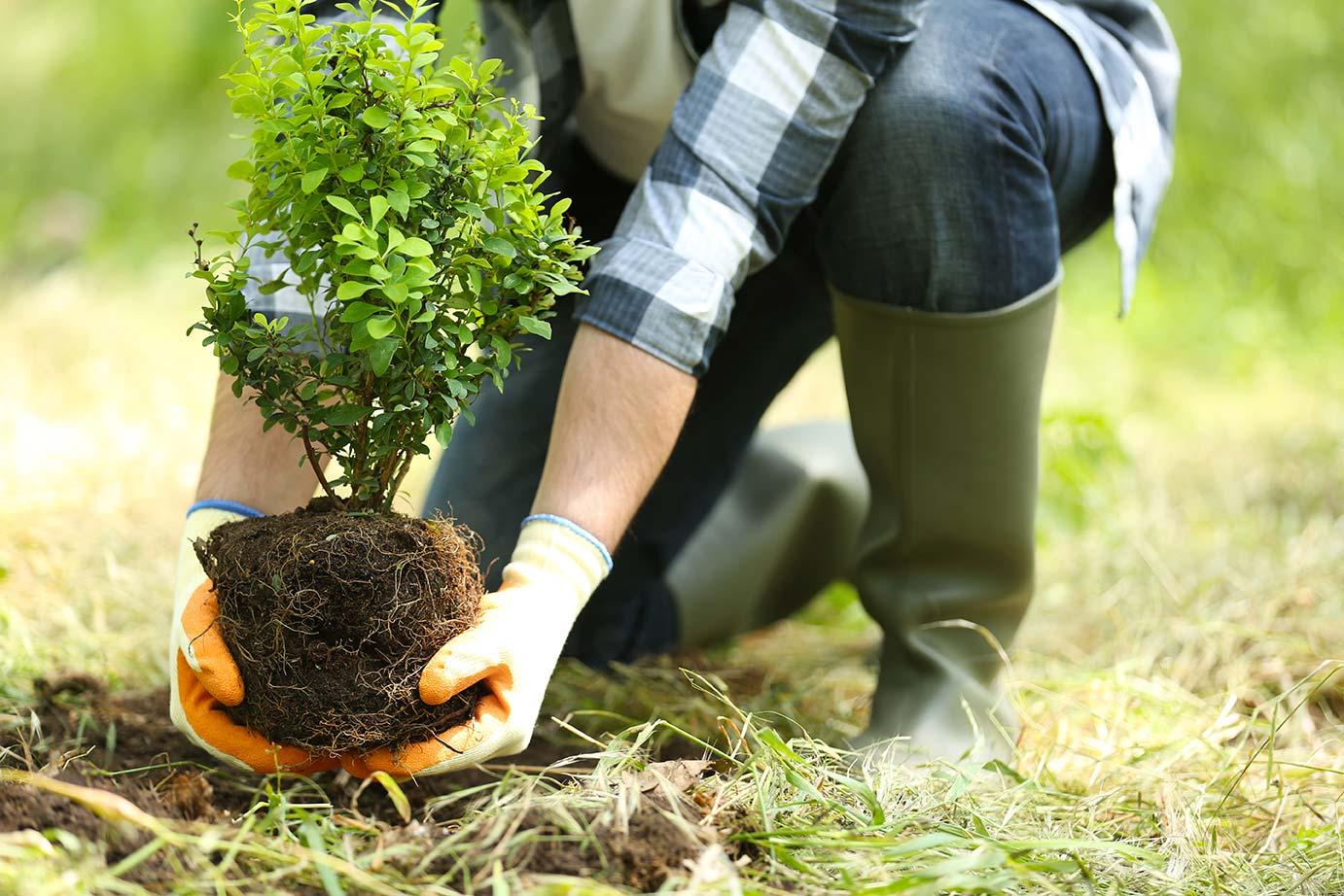 Orasul se transforma Vino sa plantezi copaci in Someseni