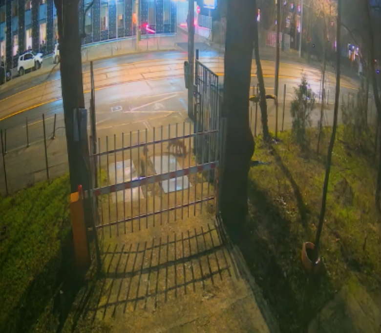 Trei vulpi surprinse in centrul Bucurestiului