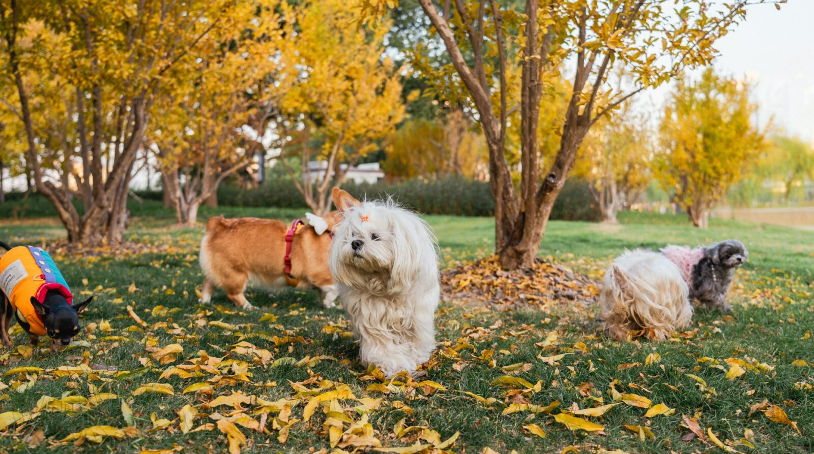 Cainii fara lesa impun legea in Cluj Parcurile din Cluj devin zone periculoase pentru copii si alti caini Nu le pasa de reguli