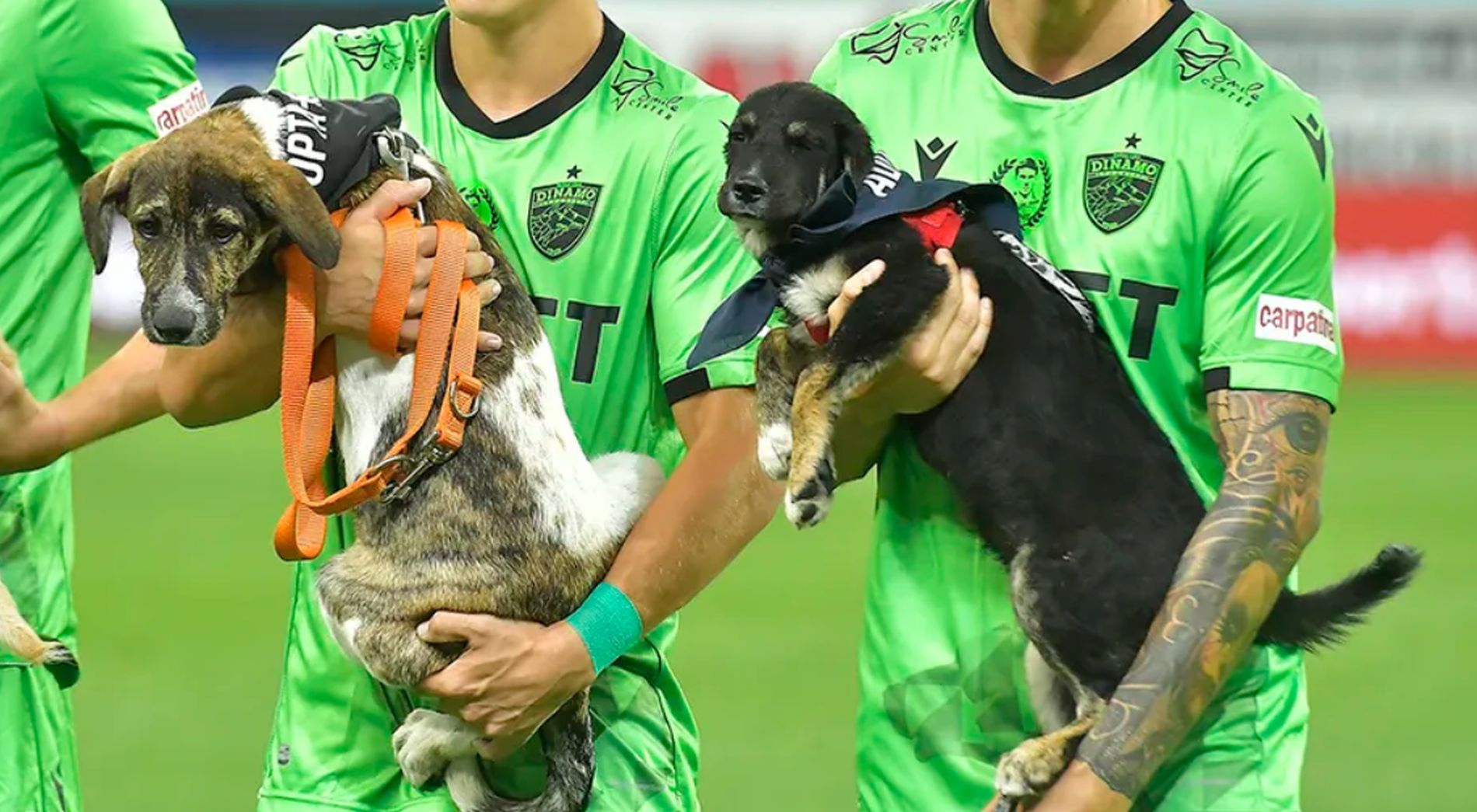 Consiliul Judecean Primaria U Cluj si U BT colaboreaza in cadrul proiectului Adopta un Prieten pe viata Pisicutele si cateluii vor fi prezenti la meciurile importante