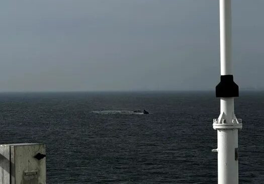 Fortele Navale Romane intervin in cautarea persoanelor disparute in tragedia de la Midia