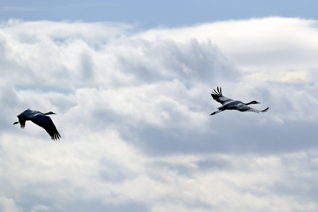 Gripa aviara H9N2 primul caz uman confirmat in Europa