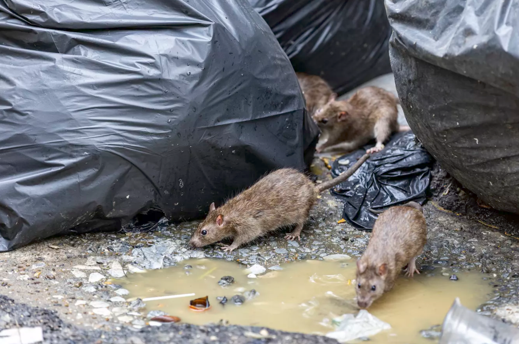 Scene socante in Cluj Sobolani observati langa o scoala din oras rozoatarele surprinse iesind din centrala de termoficare este nevoie de igienizare