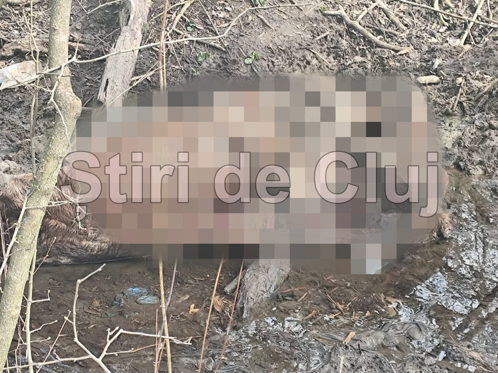 cadavru in stare de descompunere gasit intr un parau din floresti cluj este un focar de infectie incredibil cum poti face asa ceva imagini cu un impact emotional deosebit