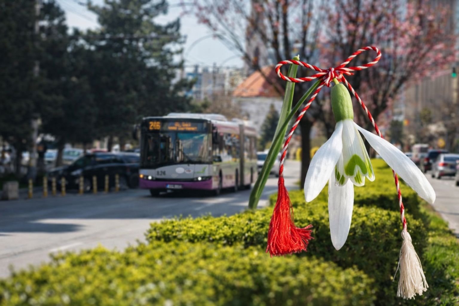 cu prilejul zilei femeii ctp cluj ofera transport public gratuit tuturor doamnelor si domnisoarelor pe 8 martie
