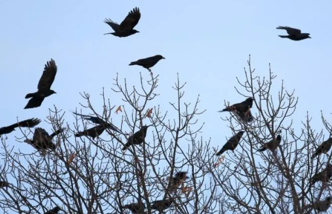 probleme cu ciorile pe o strada din cluj napoca locuitorii se plang de zgomotul constant din fata blocului fac o galajie insuportabila