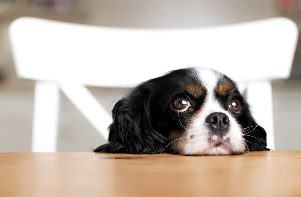 sufletele abandonate din cluj isi cauta o familie cj cluj le memoreaza la cluj arena in fata a mii de oameni