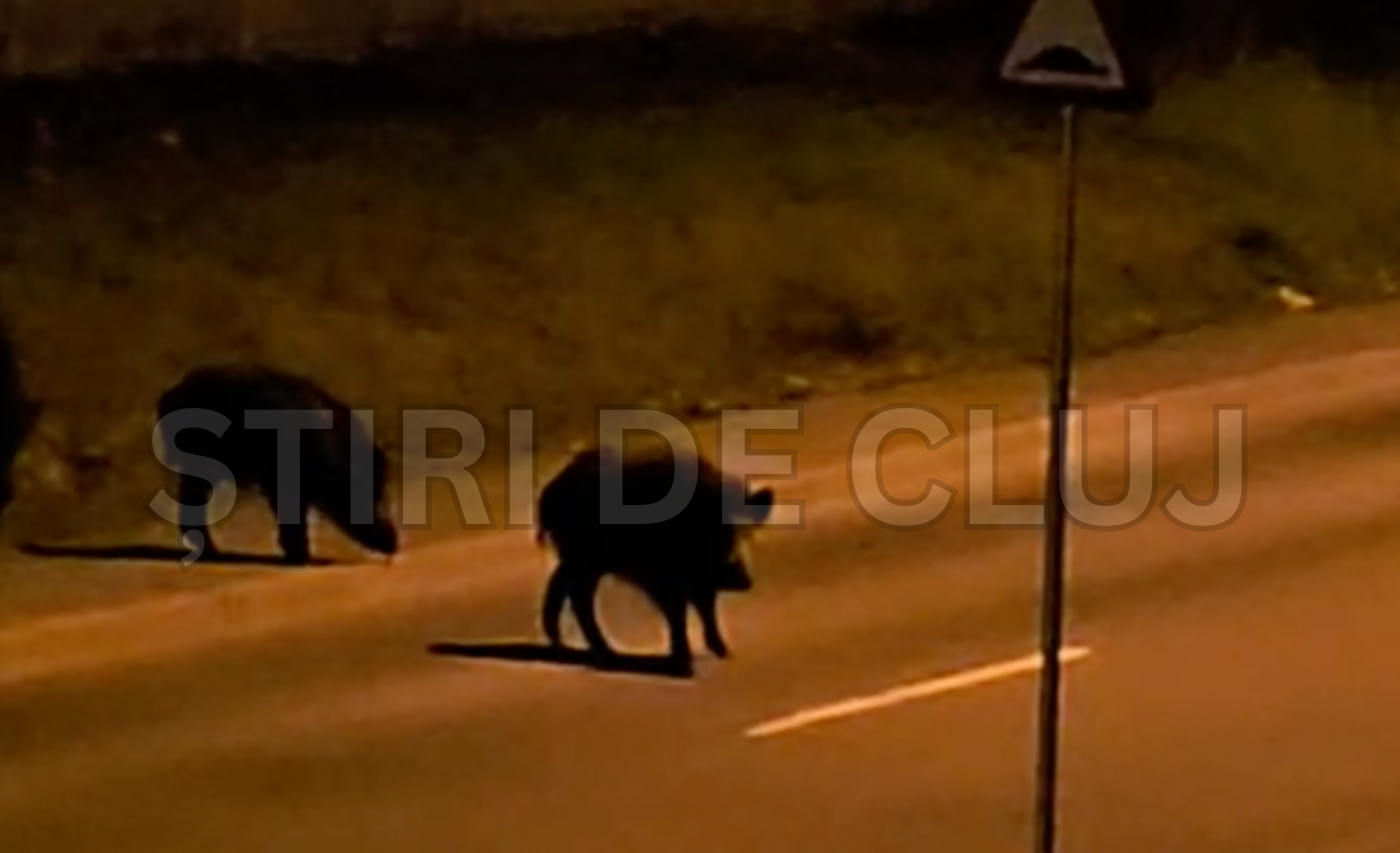 video clujul invadat de mistreti cinci animale salbatice strolling pe o strada ca in padure oamenii trebuie sa fie atenti noaptea pe strada