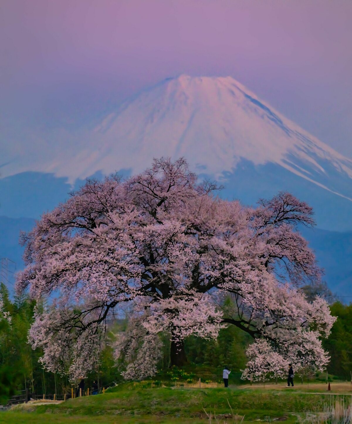 Locuitorii unui oras japonez nemultumiti de afluxul mare de turisti atrasi de florile de cires si Muntele Fuji