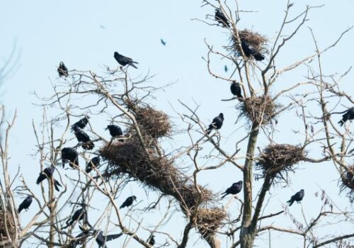 Pasarile au agatat copacii dintre blocuri in Cluj Napoca Locuitorii afirma ca devin din ce in ce mai agresive Pot ataca in orice moment