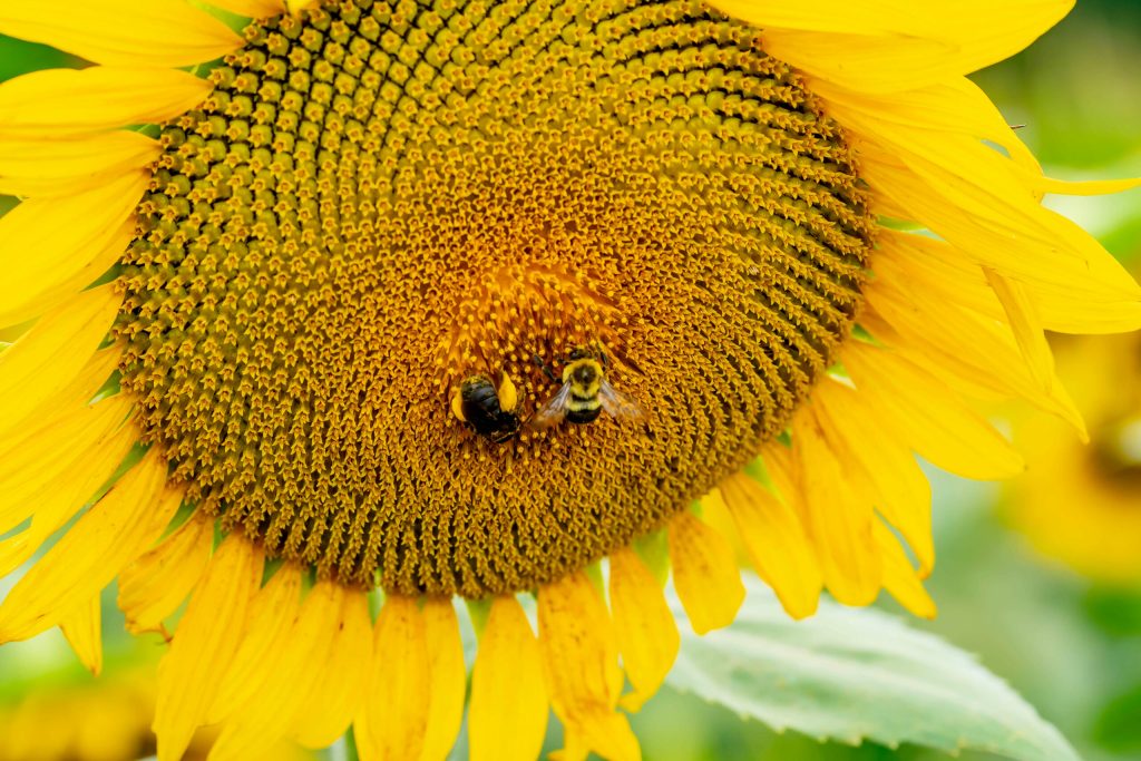 Populatiile de albine si sirfide sunt in scadere alarmanta UE cere inversarea acestei tendinte pana in 2030