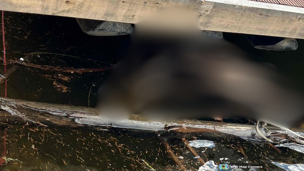 Scena socante la Lacul Belis din Cluj Un cadavru de animal in descompunere gasit intr o zona frecventata Risc real pentru sanatatea publica