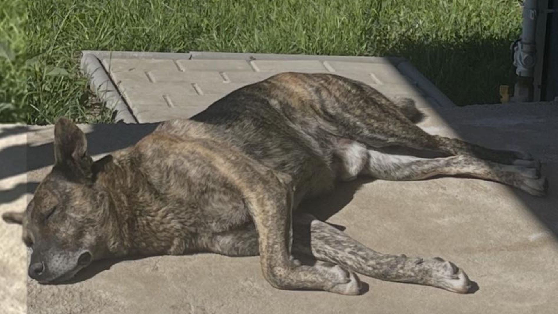 caz emotionant in cluj un catzel preluat din apahida ar putea fi disparut in feleac familia face apel la ajutorul clujenilor ne este foarte dor de el