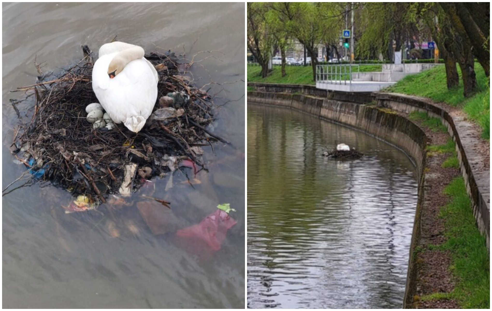 cuib din gunoaie pentru lebedele din cluj mitul orasului verde de cinci stele distrus ma doare stomacul biata pasare