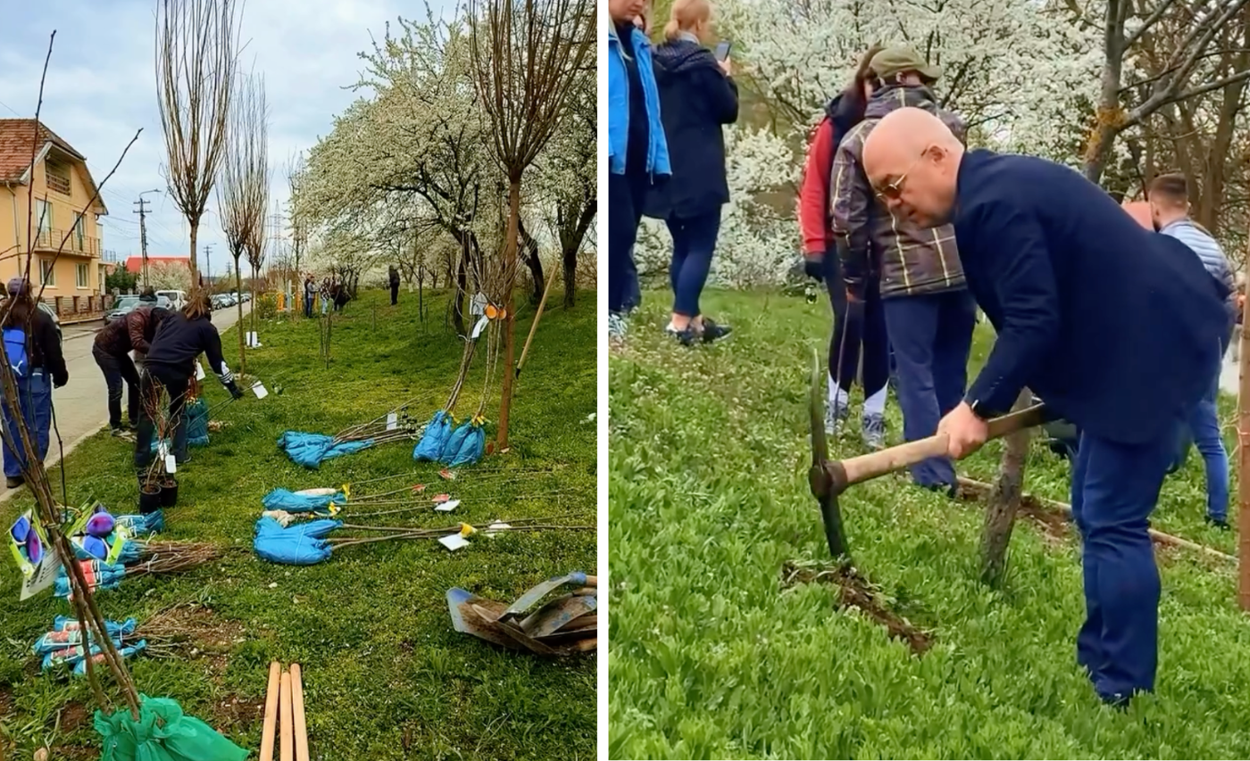video studentii si sportivii din cluj au participat la plantarea de pomi fructiferi peste 300 de copaci au fost plantati in iris si someseni intr un proiect european