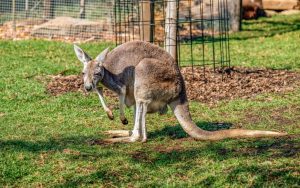 Aparitie neasteptata Un cangur a oprit circulatia feroviara in Belgia