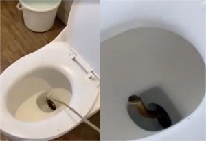 Clipe de cosmar la hotel Momentul in care un sarpe veninos de aproape 12 metri iese dintr un vas de toaleta Un turist a suprins totul in filmare