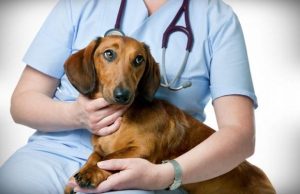 Consiliul Judecean Cluj aloca 300000 de lei pentru fondul dedicat sterilizarii gratuite a cinilor Care este acum suma totala disponibila