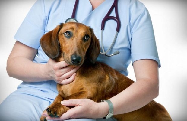 Consiliul Județean Cluj alocă 300.000 de lei pentru fondul dedicat sterilizării gratuite a câinilor: Care este acum suma totală disponibilă? 2 Consiliul Judecean Cluj aloca 300000 de lei pentru fondul dedicat sterilizarii gratuite a cinilor Care este acum suma totala disponibila