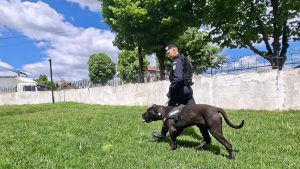 Jandarmii din Tulcea au un nou coleg pufosel Ben se antreneaza pentru misiuni