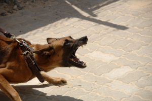 O femeie a fost muscata de un caine in Murighiol in timp ce se indrepta spre serviciu