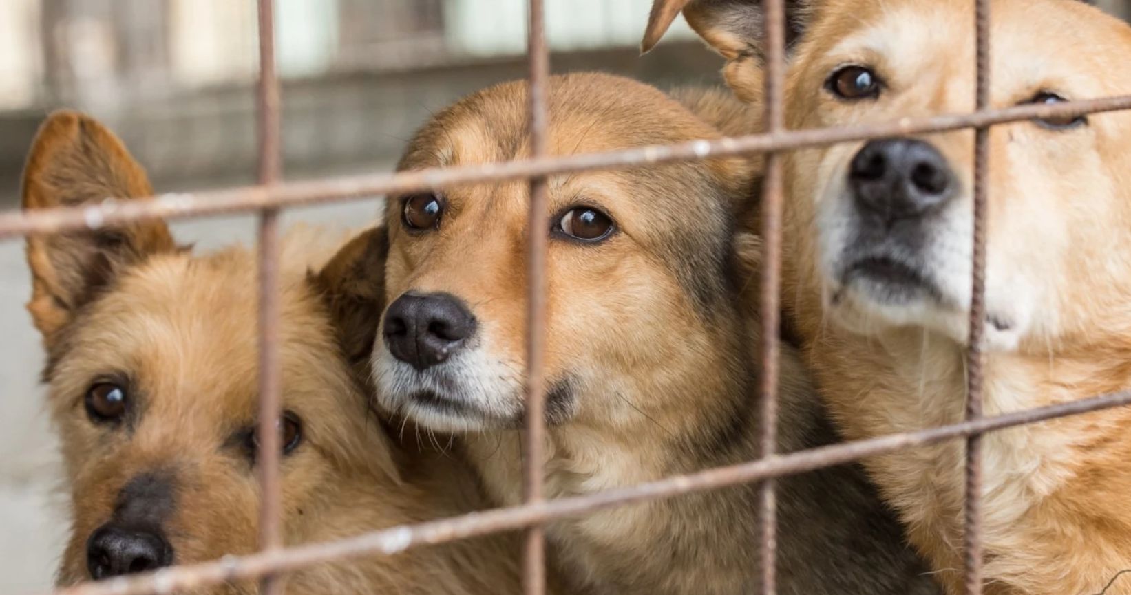 Primaria Cluj cheltuie mai mult pentru cainii vagabonzi Costurile din adapost au crescut semnificativ dar Clujul nu renunta la animalele de pe strazi