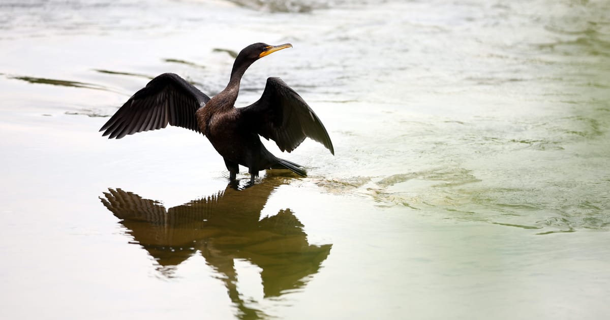 Ultimele zile ale cormoranului: 10 țări din UE doresc deschiderea sezonului de vânătoare pentru păsările piscivore. 2 Ultimele zile ale cormoranului 10 tari din UE doresc deschiderea sezonului de vanatoare pentru pasarile piscivore