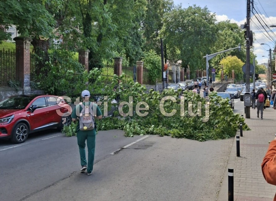 Un copac a cadut peste o masina pe strada Clinicilor din Cluj pompierii intervin pentru a debloca circulatia