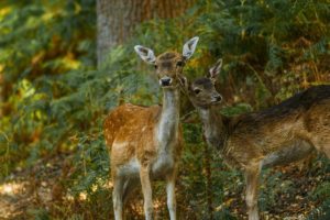 Un grup de observatori de pasari din Serbia a cumparat o pajiste de padure Iubitorii de natura au sustinut cu donatii