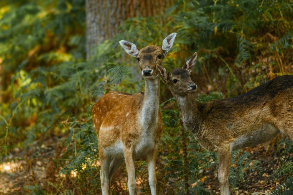 Un grup de observatori de pasari din Serbia a cumparat o pajiste de padure Iubitorii de natura au sustinut cu donatii