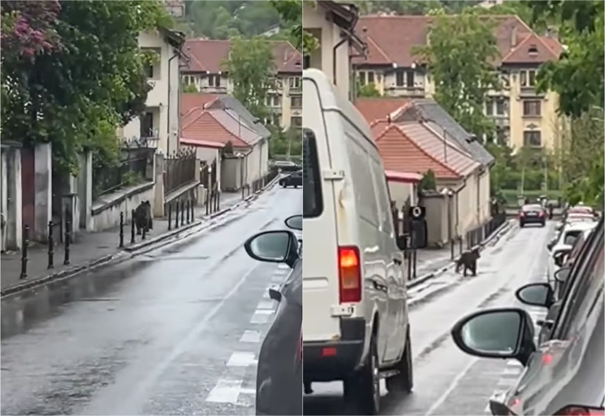 Un urs surprins alergand pe strazile din Brasov aproape de Biserica Neagra Ce a filmat un trecator