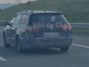 VIDEO Cat de mare e gradina ta Doi vitei de companie plimbati cu masina pe A10 intre Turda si Aiud Cum mirosea oare daca micutii au avut o urgenta