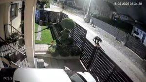 VIDEO Primarita din Apahida ii avertizeaza pe clujeni cu privire la ursul care provoaca probleme in Dezmir Au fost alertate de urgenta mai multe autoritate