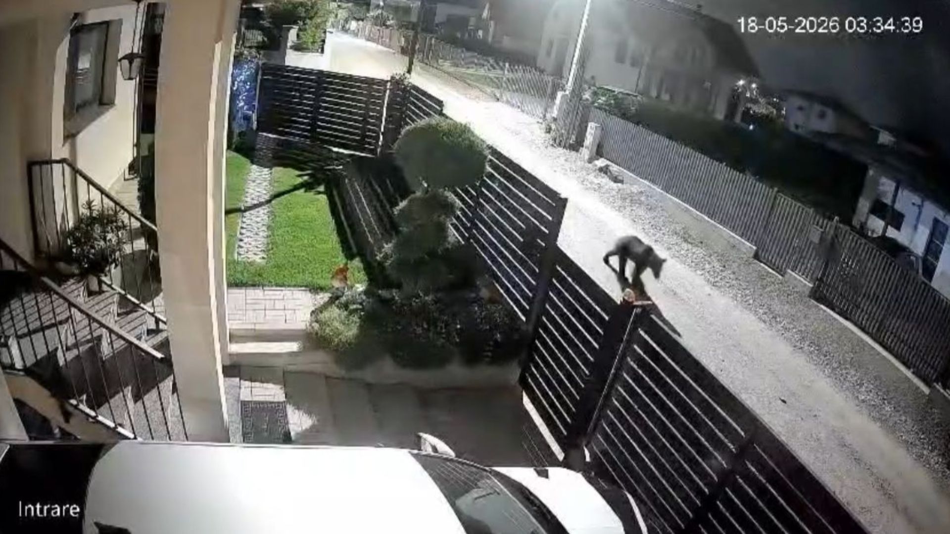 VIDEO. Primărița din Apahida îi avertizează pe clujeni cu privire la ursul care provoacă probleme în Dezmir: Au fost alertate de urgență mai multe autorități 2 VIDEO Primarita din Apahida ii avertizeaza pe clujeni cu privire la ursul care provoaca probleme in Dezmir Au fost alertate de urgenta mai multe autoritate