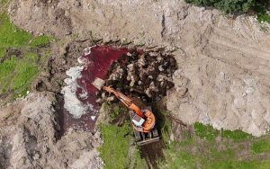 colaps ecologic in lesbos 32000 de animale ingropate fara protectie