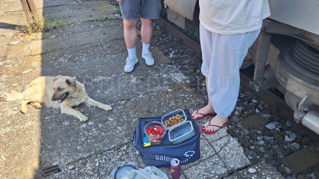Pe drumul spre mare clujenii au dat o lectie de solidaritate Un caine fara stapan a devenit mascota vagonului Chiar si in vremuri dificile omenia persist