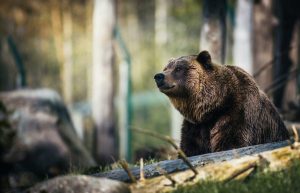Un barbat de 34 de ani a murit dupa ce a fost atacat de un urs in judetul Sibiu