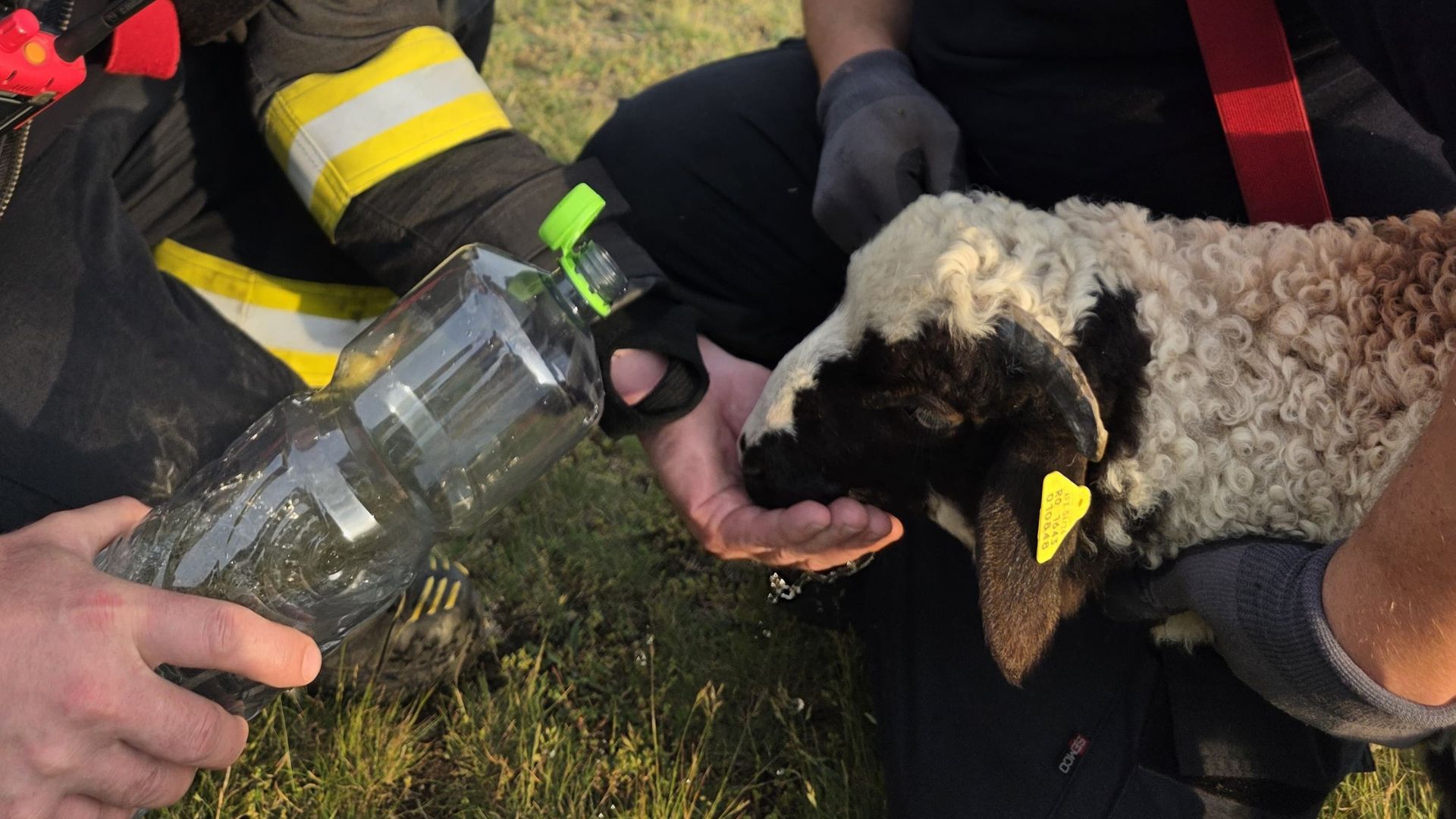 Un miel pierdut a avut parte de cea mai mare noroc: animalul, prins într-o prăpastie de peste 20 de metri. 3 Un miel pierdut a avut parte de cea mai mare noroc animalul prins intr o prapastie de peste 20 de metri